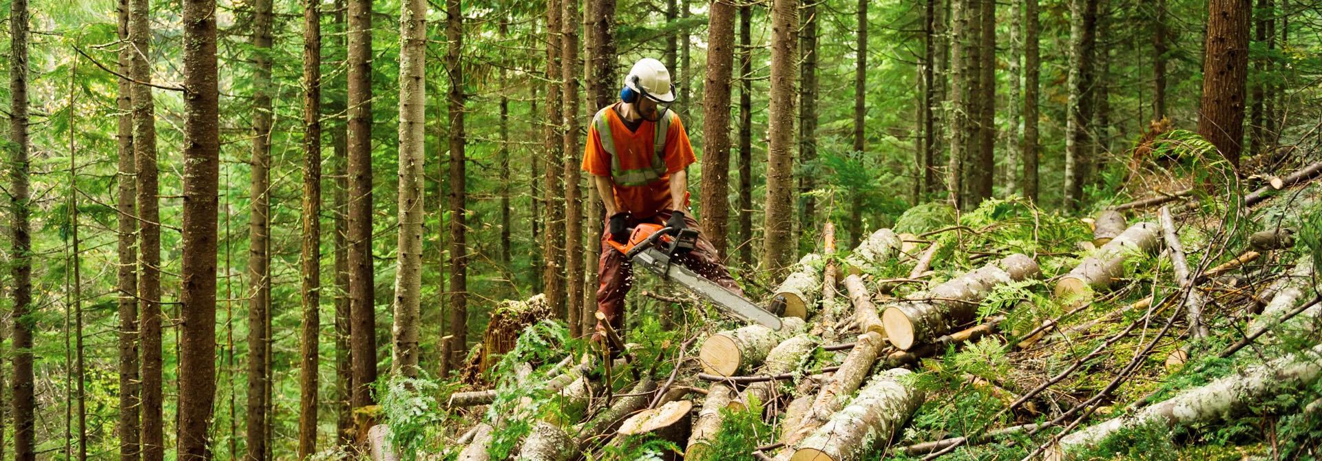 Digitalized delivery processes in the forestry industry